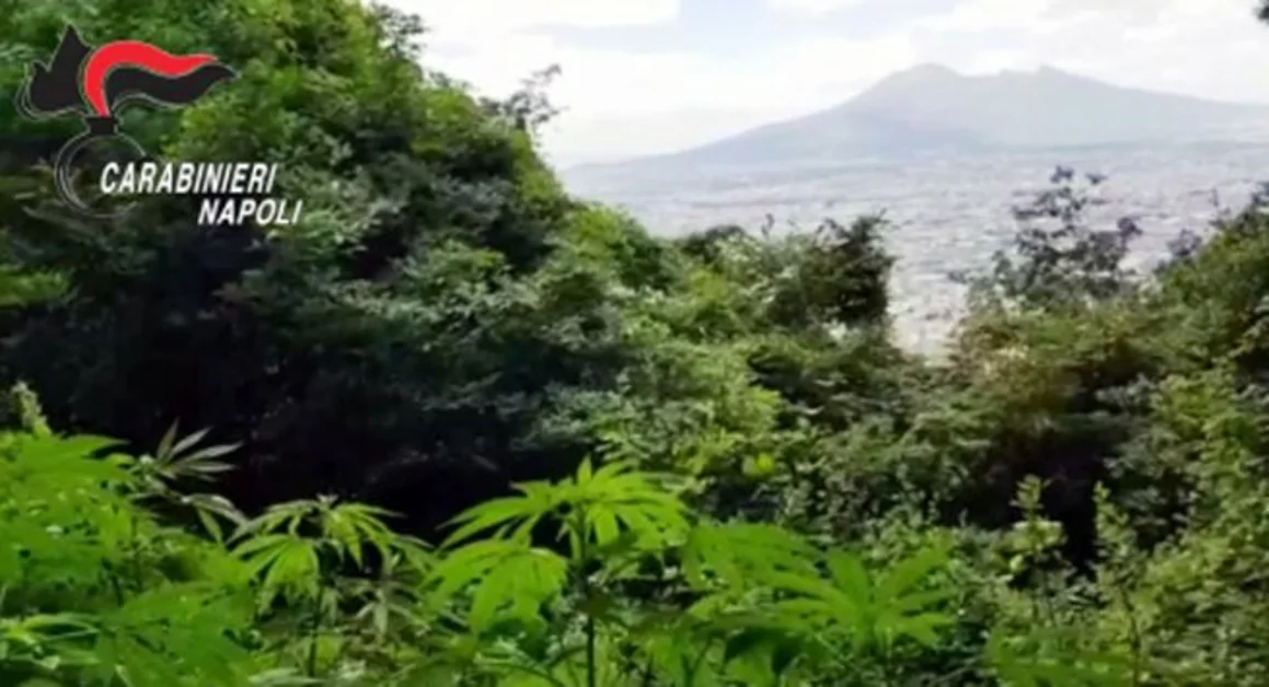 Castellammare - Piantagione di cannabis sequestrata dai carabinieri