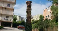 Torre Annunziata - Stop all'abbattimento di un leccio secolare. Proposta dell'Anpi
