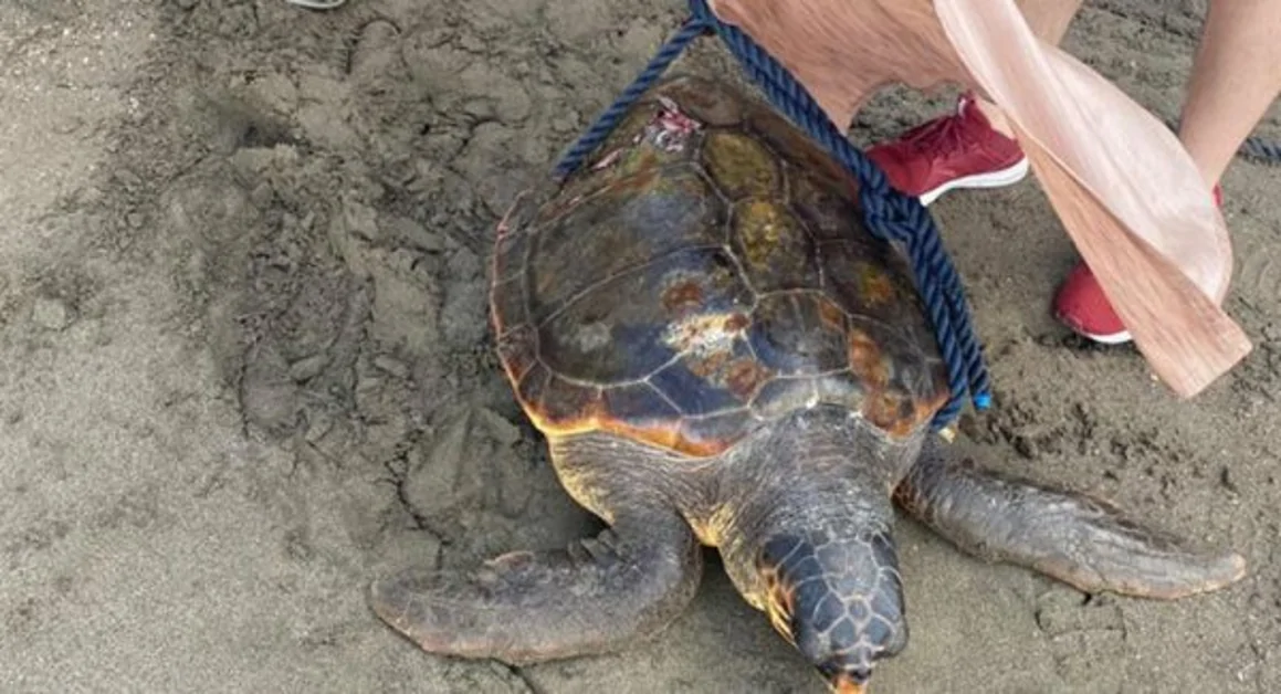 Tartaruga con il carapace lesionato nel porto di Sorrento