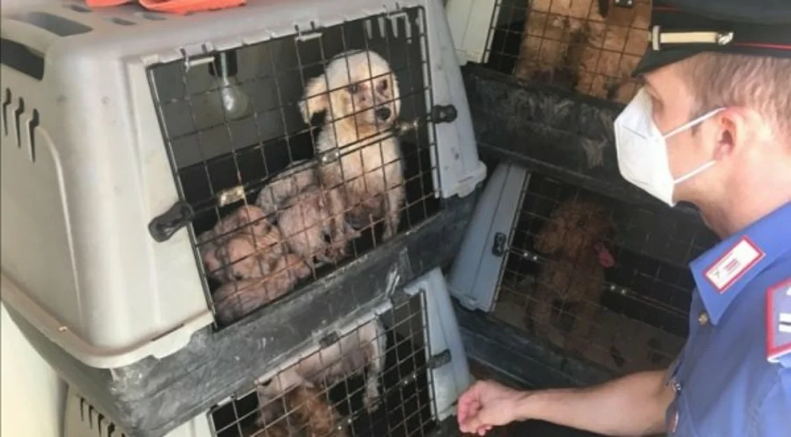 Pompei - Allevamento abusivo di cani di razza, una persona denunciata