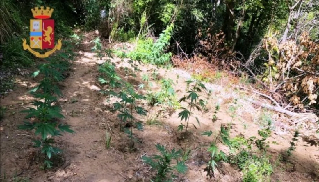 Castellammare - Piante di canapa indiana sui Lattari, sequestro della Polizia
