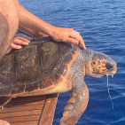 Da Stromboli a Punta Campanella, salvata una tartaruga Caretta caretta