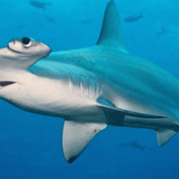 Avvistamento squalo martello nelle acque di Mazara del Vallo