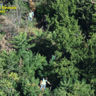 Sequestrata nel Napoletano piantagione di cannabis