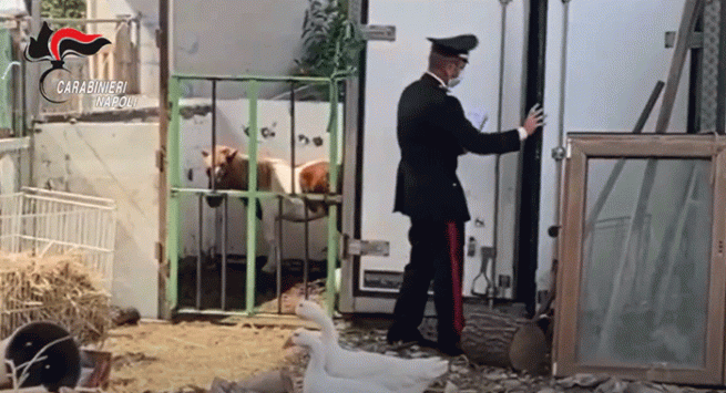 Pomigliano d’Arco - Scoperta “fattoria” abusiva in una discarica a cielo aperto: denunciati marito e moglie