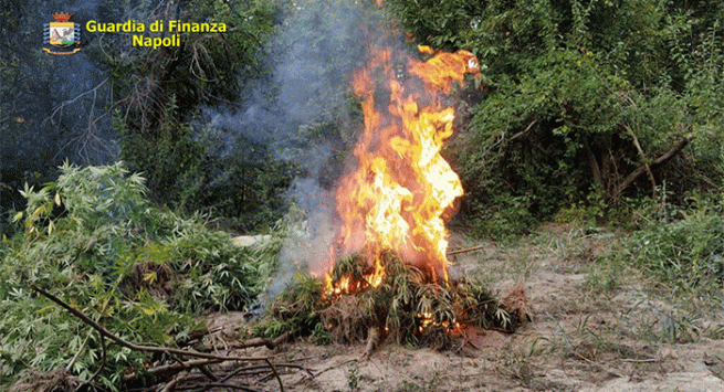 Coltivava una piantagione di cannabis, arrestato 27enne