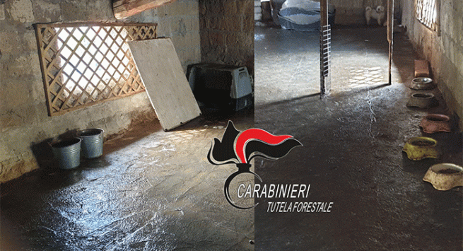 Maltrattamento animali. Carabinieri denunciano 58enne e salvano 13 cani