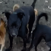 Nerina è scappata dal ritrovo di Boscotrecase