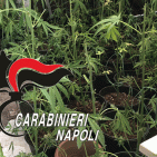 Torre del Greco - Coltivava marijuana in vasi da fiori, arrestato 41enne