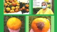 Boscoreale - Ritorna il Mercato della terra, domenica a piazza Vargas
