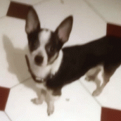 Da Villa Parnaso a chissà dove, cercasi Willy