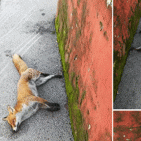 Pompei - Bocconi avvelenati, uccisi due splendidi esemplari di volpi