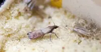 Come tenere lontane le farfalline dal cibo con rimedi naturali