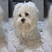 Concorso scatta, invia, vinci e regala un sorriso: Principessa