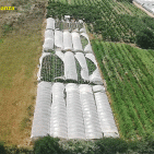 Giugliano (NA) - Sequestrate 3.159 piante di cannabis, arrestate un 41enne ed un 54enne