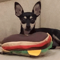 Spot si è allontanato da casa, aiutiamolo a rivedere i suoi padroncini