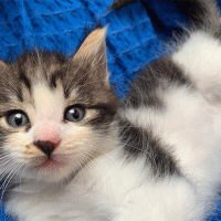 Concorso scatta, invia, vinci e regala un sorriso: Leo