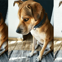 Concorso scatta, invia, vinci e regala un sorriso: Ben