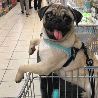 Concorso scatta, invia, vinci e regala un sorriso: Brando