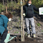 "Gli alberi del Vulcano": 1300 nuove piante nel Parco del Vesuvio