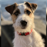 Concorso scatta, invia, vinci e regala un sorriso: Doggy