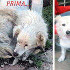 Torre Annunziata - La bella storia del cane Gioia: abbandonata, in fin di vita, salvata e con una nuova famiglia