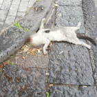 Torre del Greco - Gatto morto per strada, una vergogna inaccettabile