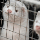 Covid, vaccino per proteggere gli animali dal contagio