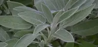 La salvia: usi e proprietà 