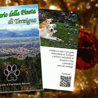 Un calendario per aiutare i cani randagi 