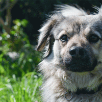 Concorso scatta, invia, vinci e regala un sorriso: Pluto