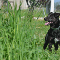 Concorso scatta, invia, vinci e regala un sorriso: Black