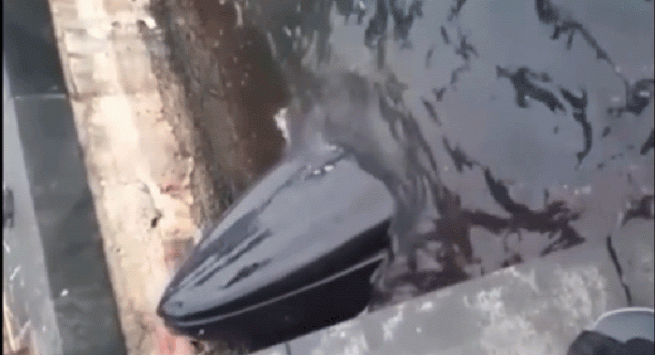 Piano di Sorrento - Morta la balenottera arenatasi nel porto