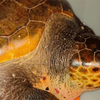 Area Marina Protetta Punta Campanella e Capitaneria di porto salvano una tartaruga a Salerno