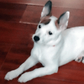 La bellissima Mila ha 8 mesi e cerca adozione