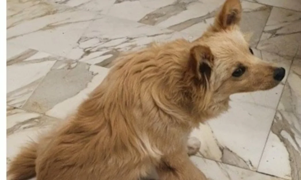 Cane rimane chiuso in auto per ore, salvato dalla polizia locale