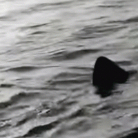 Un grosso squalo elefante nelle acque del Salento