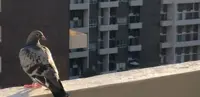Piccioni sul balcone? Ecco come allontanarli 