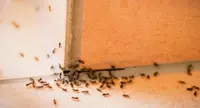 Formiche addio: i rimedi naturali