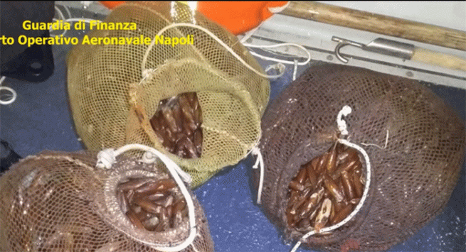 Pesca di frodo di datteri nel Golfo di Napoli: sgominata banda criminale 
