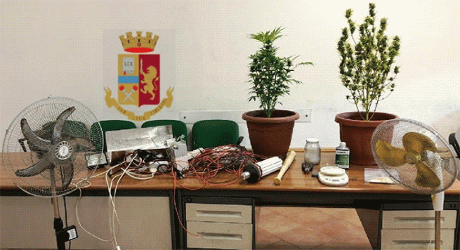 Napoli – Scoperta serra per la coltivazione di marijuana, locale sottoposto a sequestro 