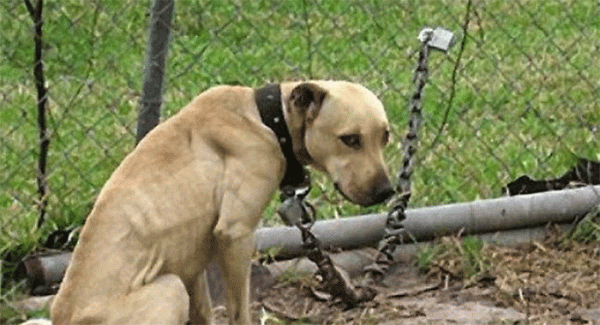 Gragnano - Aveva due cani incatenati e in pessime condizioni, denunciato 50enne