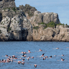 Torre Annunziata - Fenicotteri rosa sulle acque davanti allo scoglio di Rovigliano. Momenti di rara bellezza