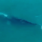 Wally, una balena grigia nel Golfo di Napoli. Straordinario spettacolo della natura