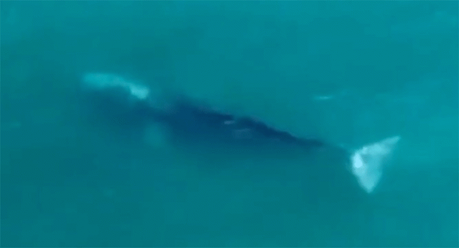 Wally, una balena grigia nel Golfo di Napoli. Straordinario spettacolo della natura