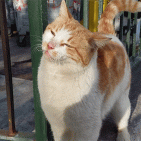 L’incredibile storia di Liam, gatto che da Ischia arriva a Torre del Greco in un compattatore