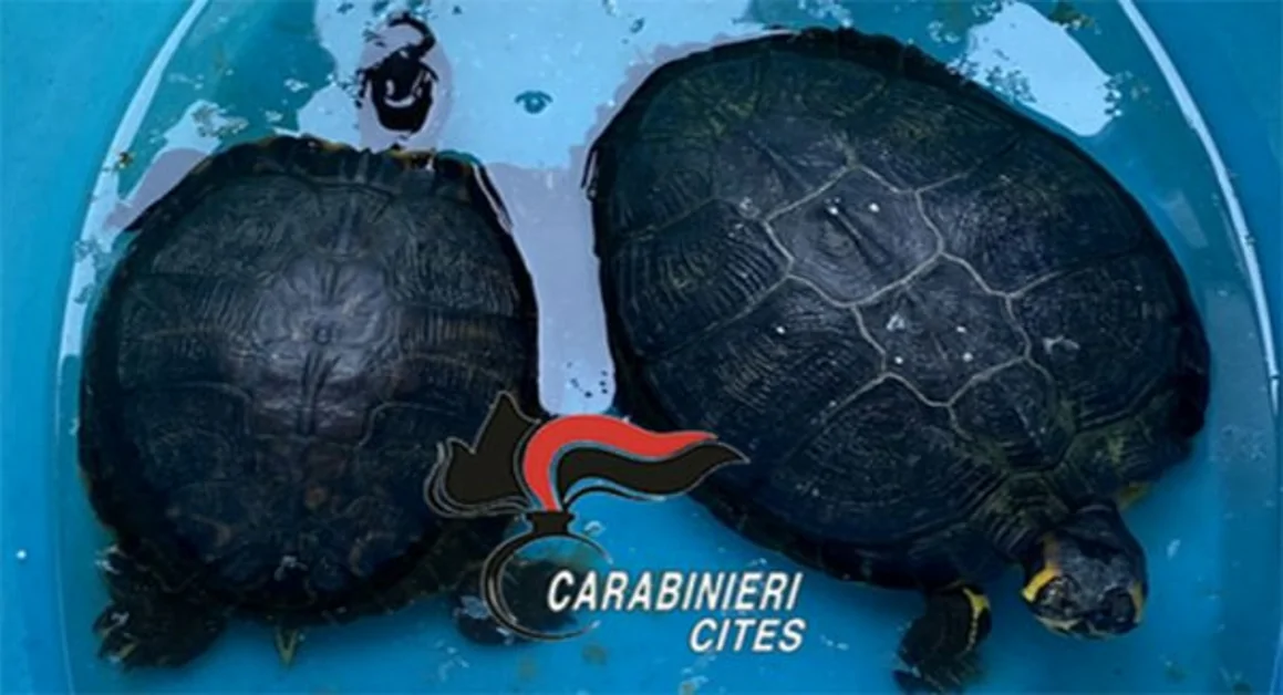 Napoli - In giro con due grosse tartarughe in un recipiente, denunciato 50enne  