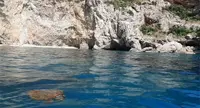 Appello degli ambientalisti: "Massima attenzione per le tartarughe marine"