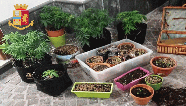 Napoli - Camera da letto diventa serra di marijuana. Denunciato 23enne per spaccio