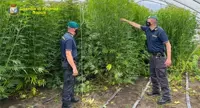 Cannabis nascosta in una serra per la coltivazione di pomodori: denunciato 46enne 